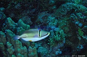 Rhinecanthus-assasi poisson picasso-Safaga Panomara Reef N-22m-20171123-Denis-ADER-DSC_3642_tn